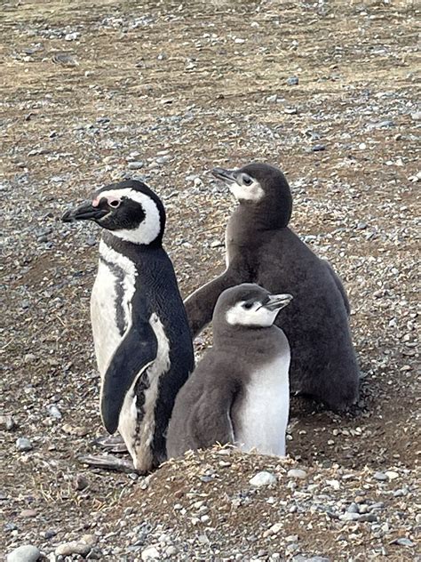 Penguins of Punta Arenas, Chile - On the Wing Adventures