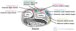 The Extensor Compartments of the Wrist - De Quervain's - TeachMeAnatomy