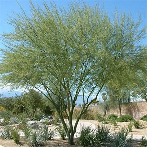 Desert Museum Palo Verde Tree | Star Nursery Garden and Rock Centers