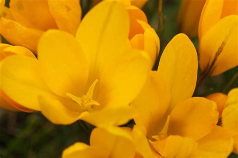 Yellow Crocuses Free Stock Photo - Public Domain Pictures