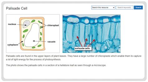 Palisade Cell Diagram Labeled