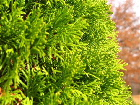 How to Plant Thuja | Care and Growing Arborvitae