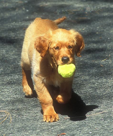 Golden Retriever Puppy with Tennis Ball | Jean Haynes, LLC