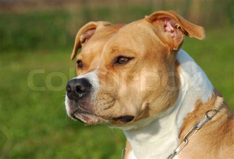 Portrait of a beautiful female purebred American Staffordshire Terrier | Stock Photo | Colourbox