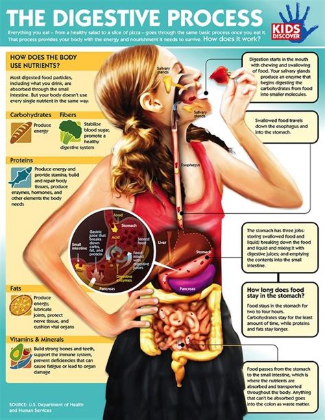 How Digestion Works: What Happens to Food After You Eat it? | Digestive ...