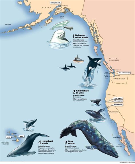 West's best spots to watch whales | Ocean animals, Whale, Ocean life