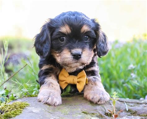 Cavachon Puppies - Cute & Sociable — Crockett Doodles