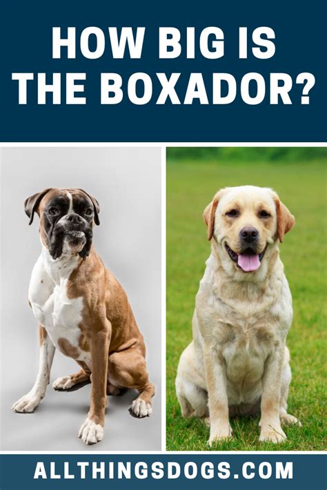 Boxador Size | Boxer lab, Mixed breed dogs, Boxer dogs