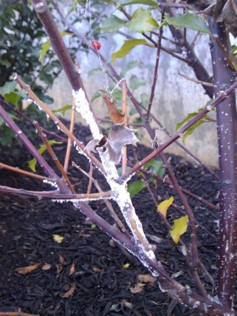 holly bush fungus? what is this? | Lawn Care Forum