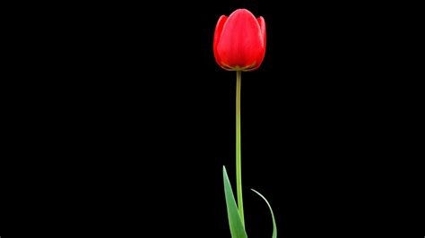 3840x2160 Resolution tulip, red, flower 4K Wallpaper - Wallpapers Den