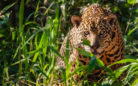 Brazil's Pantanal fires threaten to destroy one of the world's greatest ...