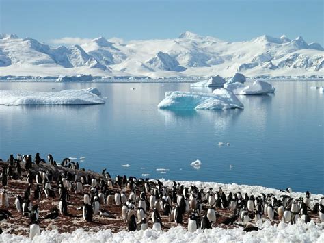 Top 5 Must-See Wildlife in Antarctica | Condé Nast Johansens