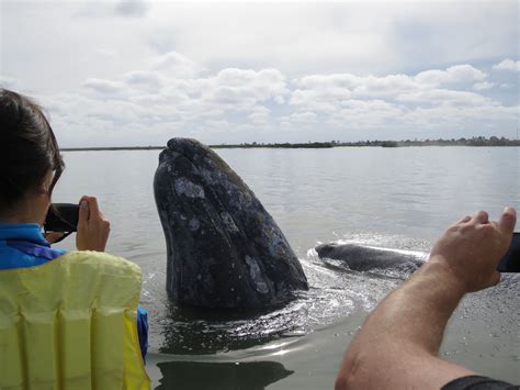 Did you know? Gray whales are bottom feeders and hunt for their prey by swimming to the bottom ...