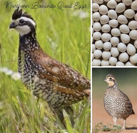 220+ Northern Bobwhite Quail fertile hatching eggs! NPIP Cert-FREE ...