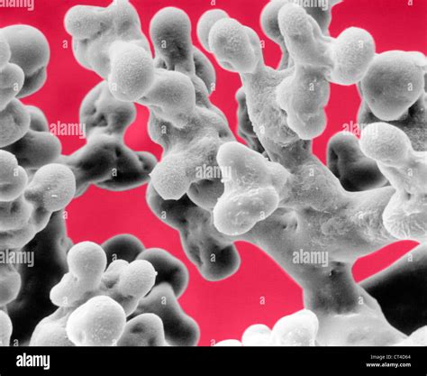 Healthy Lung Alveoli Stockfotos und -bilder Kaufen - Alamy