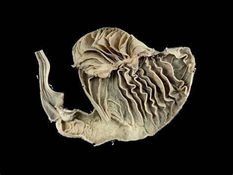 Omasum and abomasum (stomach chambers), goat | Wellcome Collection