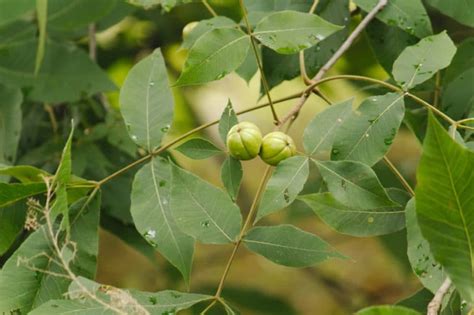 Hickory Tree Leaves and What They Do - Garden.eco