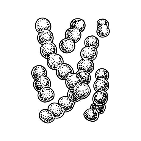 Hand drawn probiotic lactococcus bacteria. Good microorganism for human ...