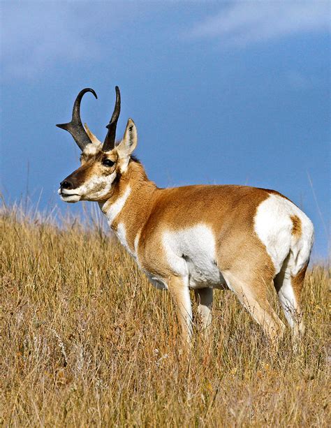 Pronghorn - Colorado Wildlife Council