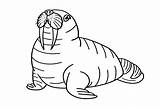 Walrus Morse Outlines Coloriage Colorable Sweetclipart Coloriages  sketch template