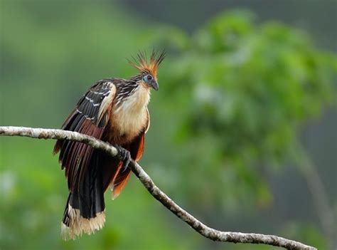 Hoatzin Facts, Habitat, Diet, Adaptations, Pictures