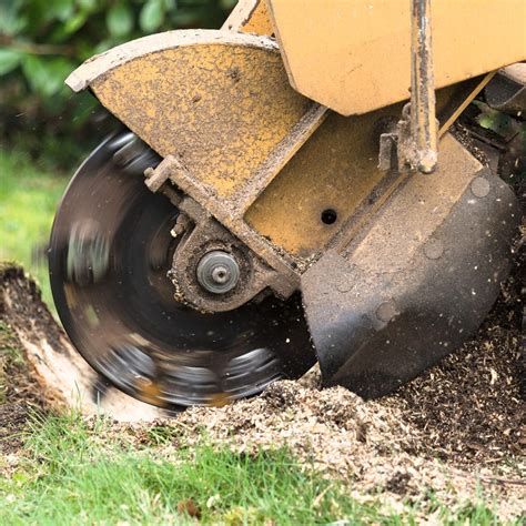 Stump Removal Process - Elite Tree Care