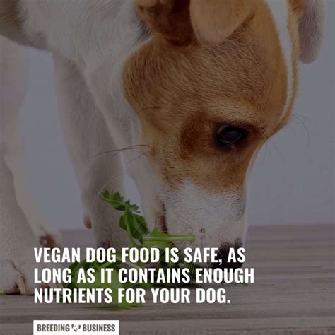 10 Best Vegan Dog Foods + FREE Guide To a Vegan Diet For Dogs