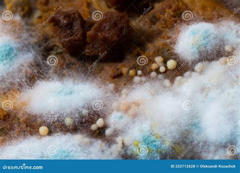 Pieces of Sliced Meat Decaying with Mold and Fungus Growth. Stock Photo - Image of organic ...