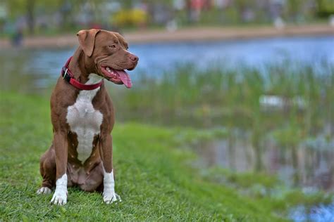 What You Need to Know About the Pit Bull Temperament