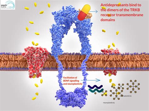 Mechanism of Action of Selective Serotonin Reuptake Inhibitors (SSRIs) | Antidepressants ...