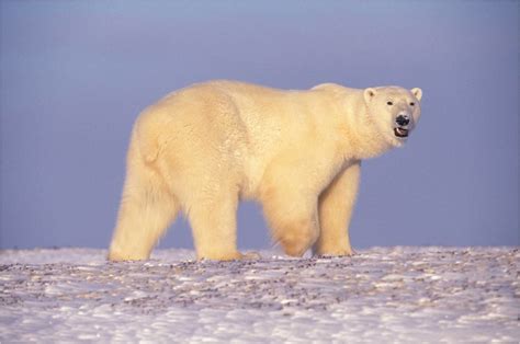 Avian Flu Cause Of Death For Alaska Polar Bear