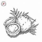 Coconut Coloring Pages  Free Printable sketch template