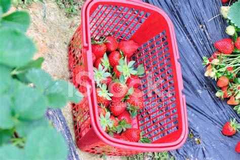 Harvest Strawberry Stock Photo | Royalty-Free | FreeImages