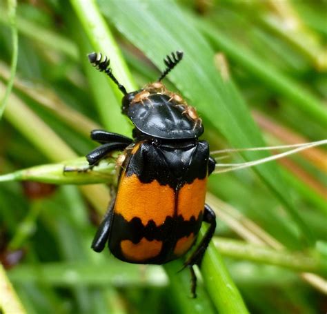 Common Sexton Beetle | NatureSpot