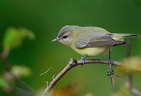 Philadelphia Vireo | Audubon Field Guide