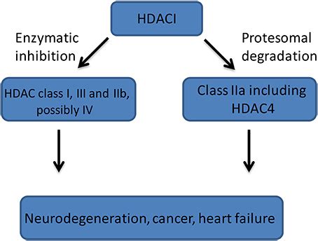 A general mechanism of HDACIs (HDAC Inhibitors) action. Class I (HDACs ...