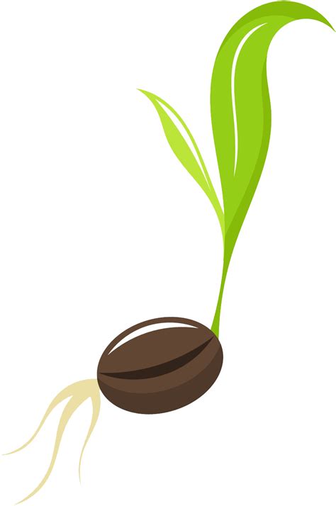 Download Seed Free Png Image - Transparent Background Seed Clipart (#449583) - PinClipart