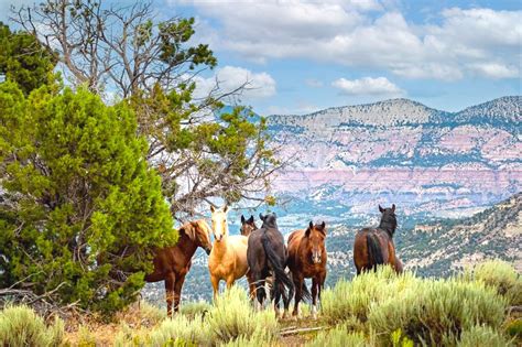 See Wild Horses at These 4 Spots Around Colorado