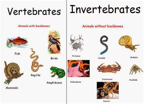 Vertebrate or Invertebrate | 1.6K plays | Quizizz