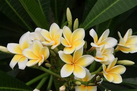 Plumeria Care – How to Grow Plumeria Plants