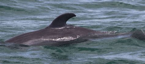 12 Different Dolphin Dorsal Fins - Clearwater Marine Aquarium