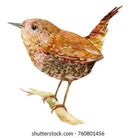 Bird Wren Illustration Watercolor Stock Illustration 760801456 ...