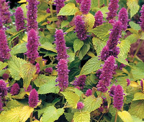 Anise Hyssop Blue Spike Agastache Foeniculum Seeds