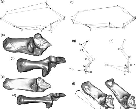 Ecomorphological variation in artiodactyl calcanei using 3D geometric morphometrics - Dunn ...