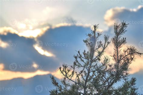 Pine tree at sunset 2224314 Stock Photo at Vecteezy