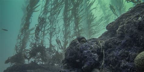 New study maps 35 years of giant kelp forest persistence and quantifies protection along West ...