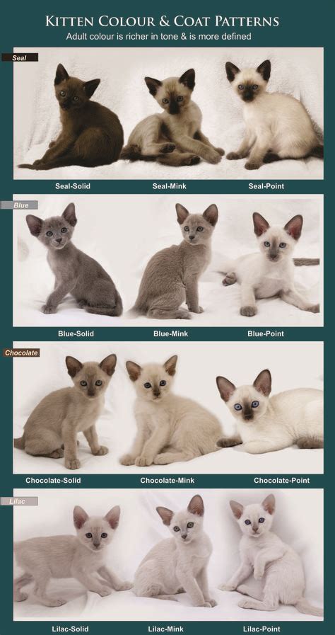 Coat Colour and Pattern :: Tonkinese Cats & Kittens Queensland ...