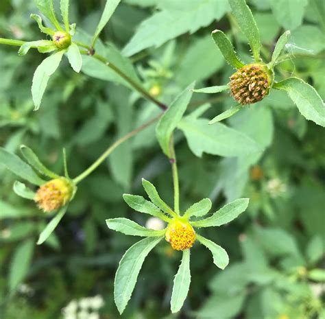 Bidens Frondosa 20 Seeds Devil's Beggarticks - Etsy