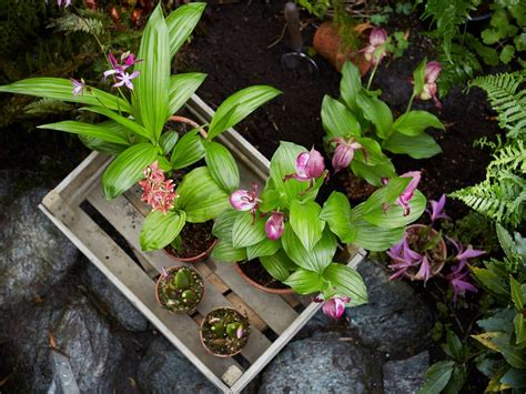 Garden Orchids Give Your Garden That Tropical Look - Article onThursd