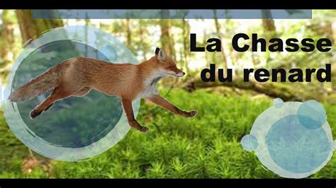 La chasse du renard aux chiens courants - YouTube